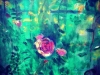 deanasobel-rosesun
